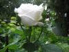 WEB САД - Архив форума - Почвопокровные розы