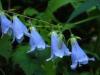 Колокольчик садовый многолетний: описание видов и сортов Красивые цветы колокольчика